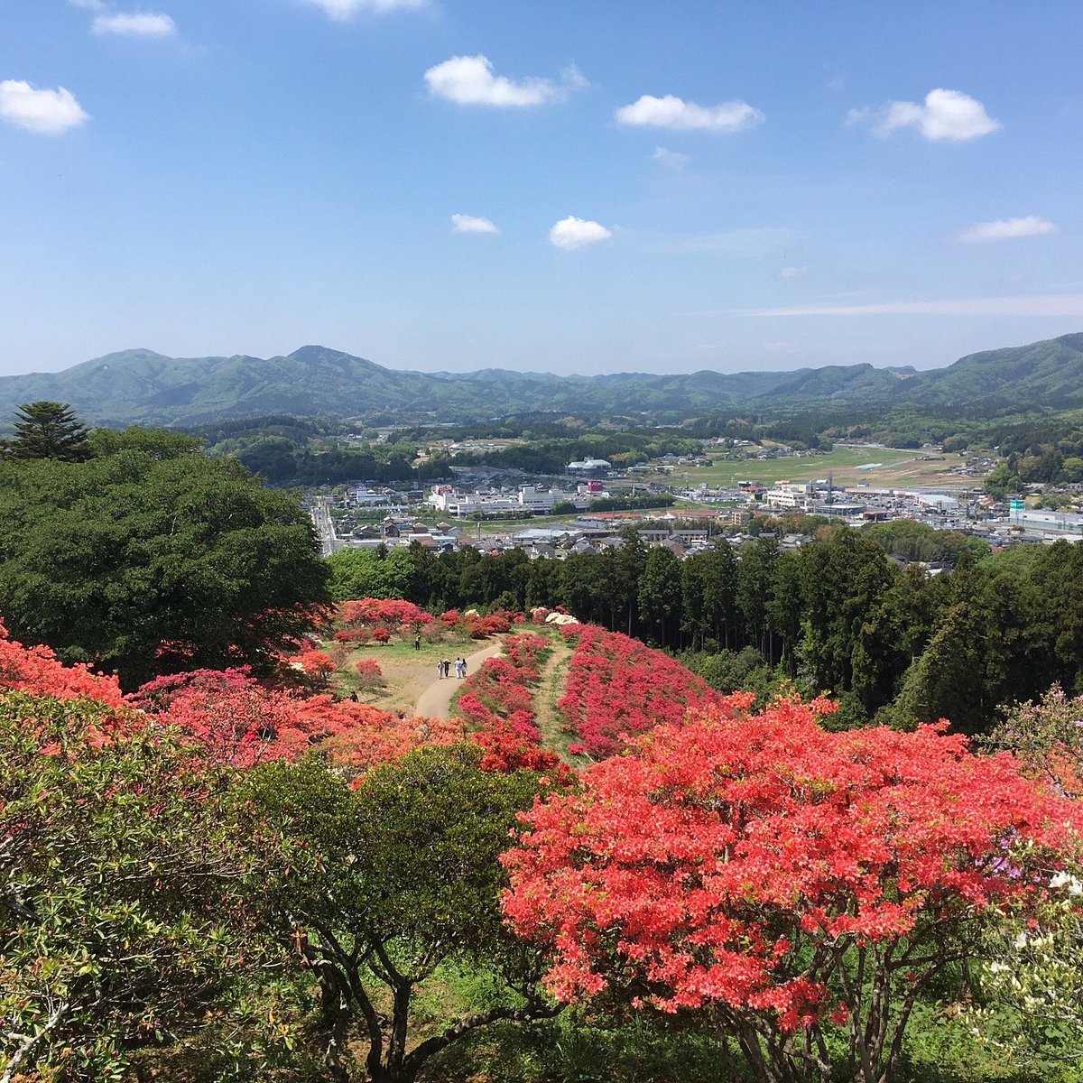🌸 카사마 철쭉 공원(카사마 츠츠지 코엔) 이미지 5